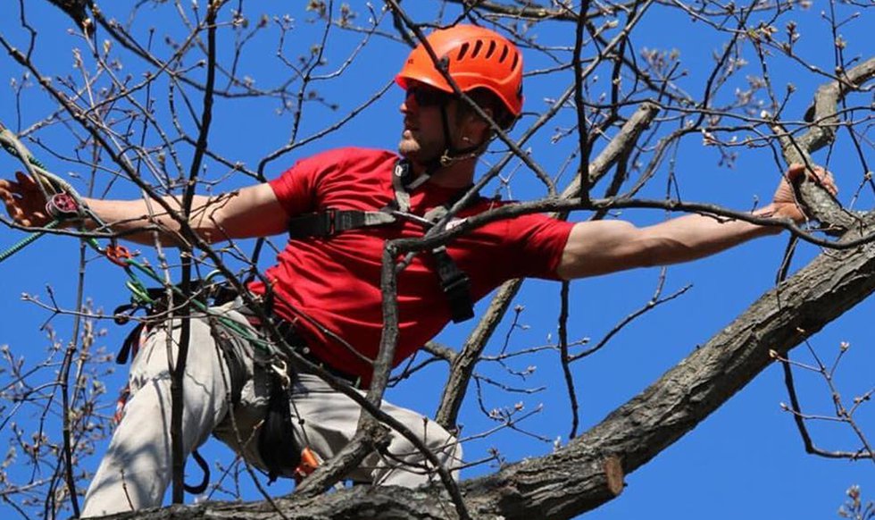 Up A Tree