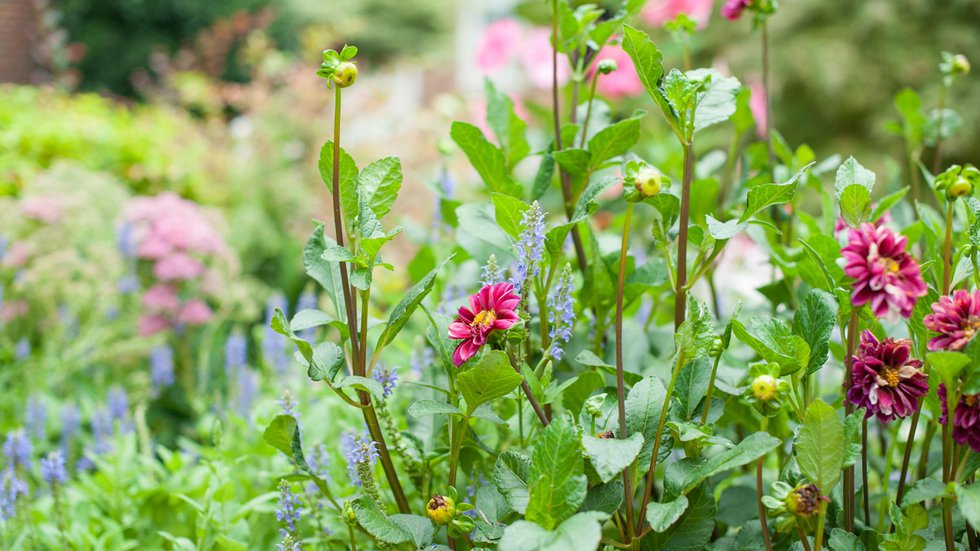 How Does Your Garden Grow?