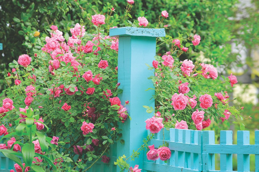 Secret Gardens