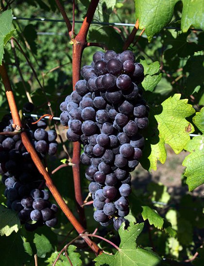 Virginia Viticulture