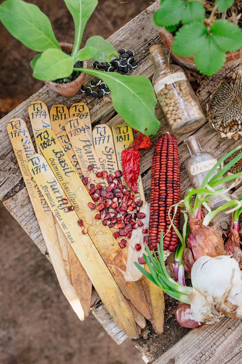 Planting Heirloom Veggies