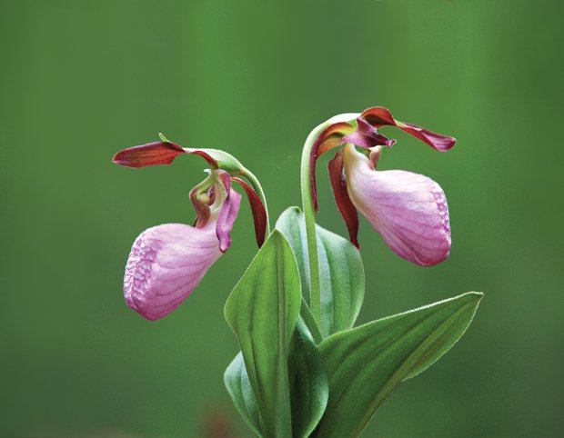 Nature’s Pretty Secrets