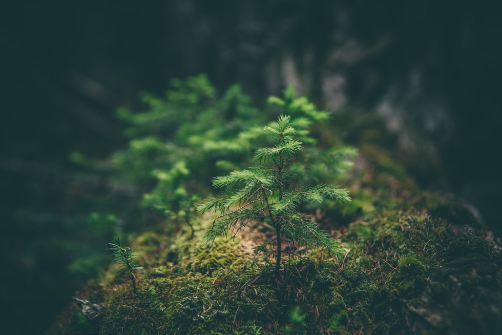 Tree Tech