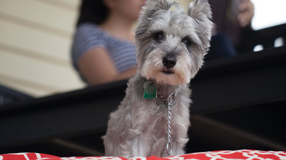 (No) Pets Allowed