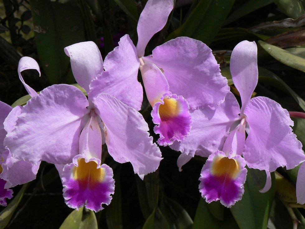 An Orchid Blooms