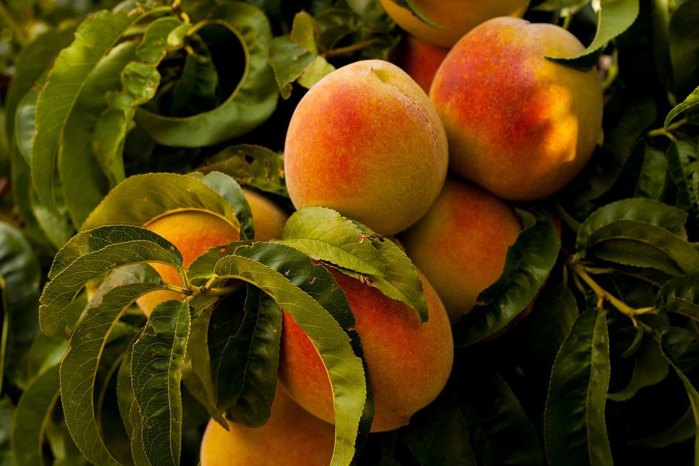 Peach Perfect