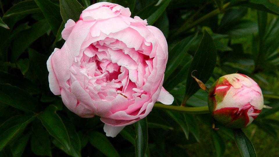 In Praise of Peonies