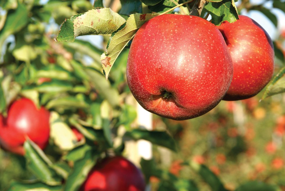 Forbidden Fruit
