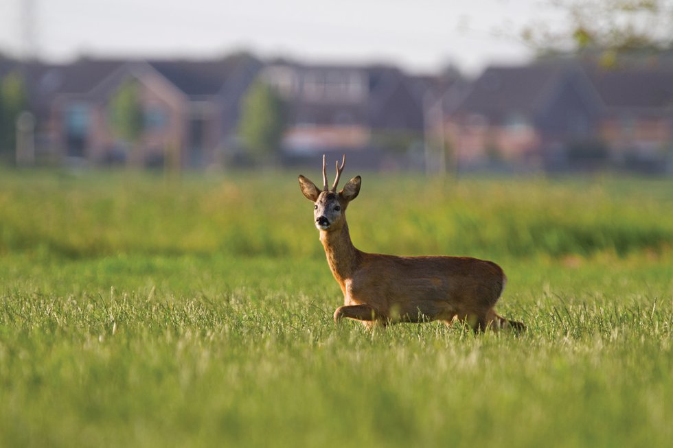 Our (Not So) Deer Friends