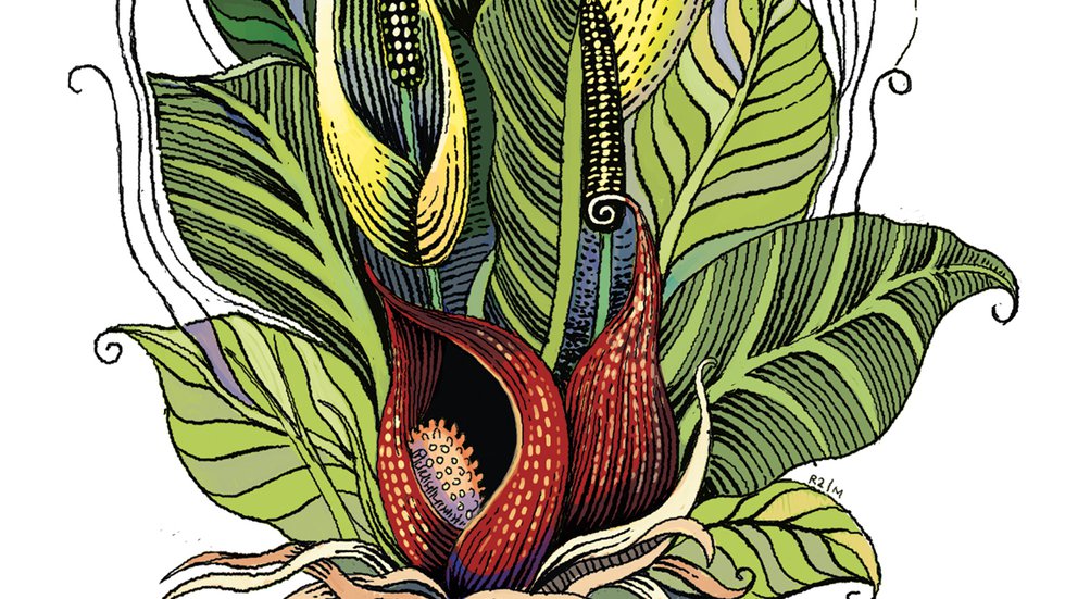 Skunk Cabbage