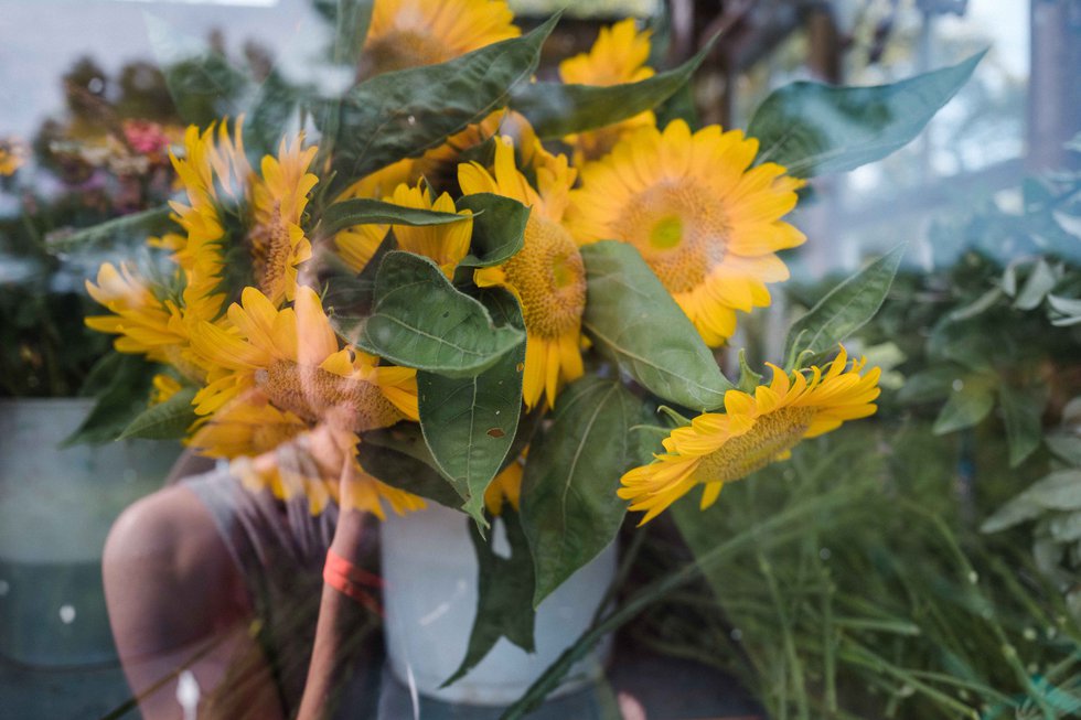 Local Flower Farms Bring Blooms to Virginia