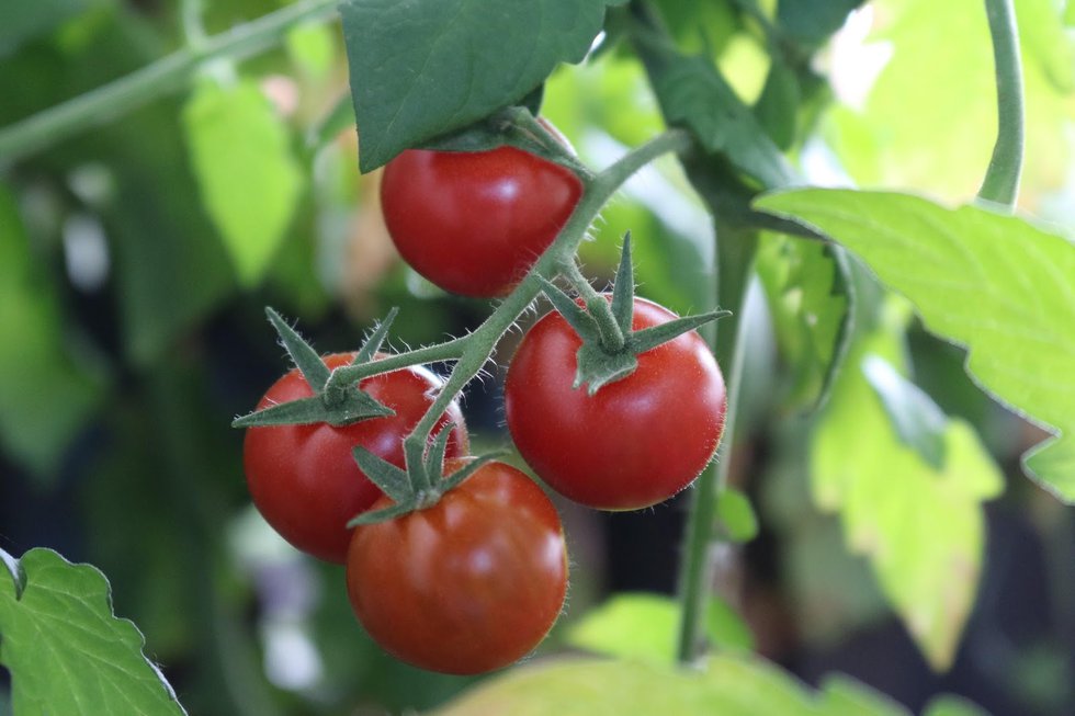 Year-Round Vegetables