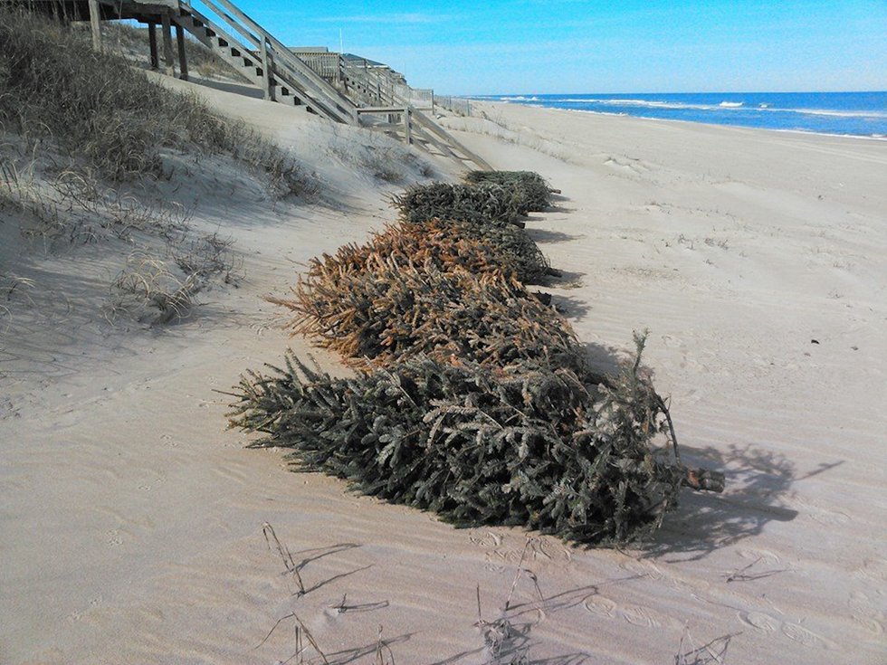 ‘Tis the Season to Treecycle