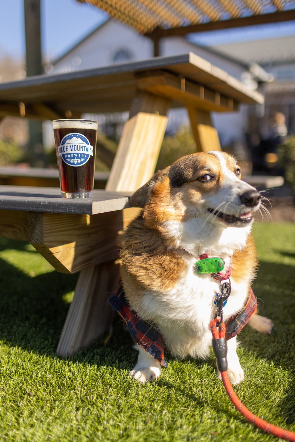 Dining for Dogs
