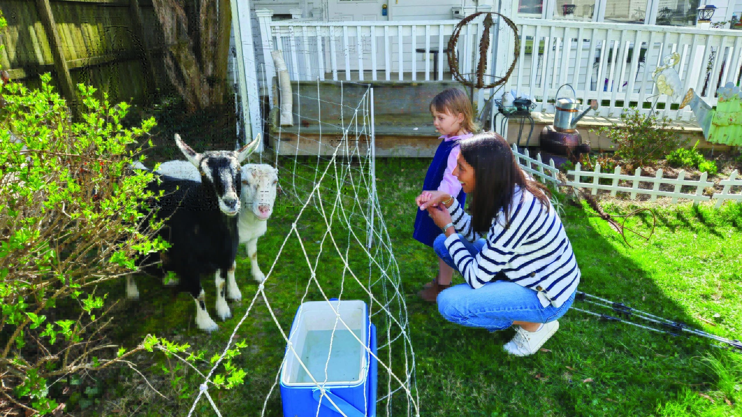 Goats offer quiet, easy eco-friendly landscape cleanup