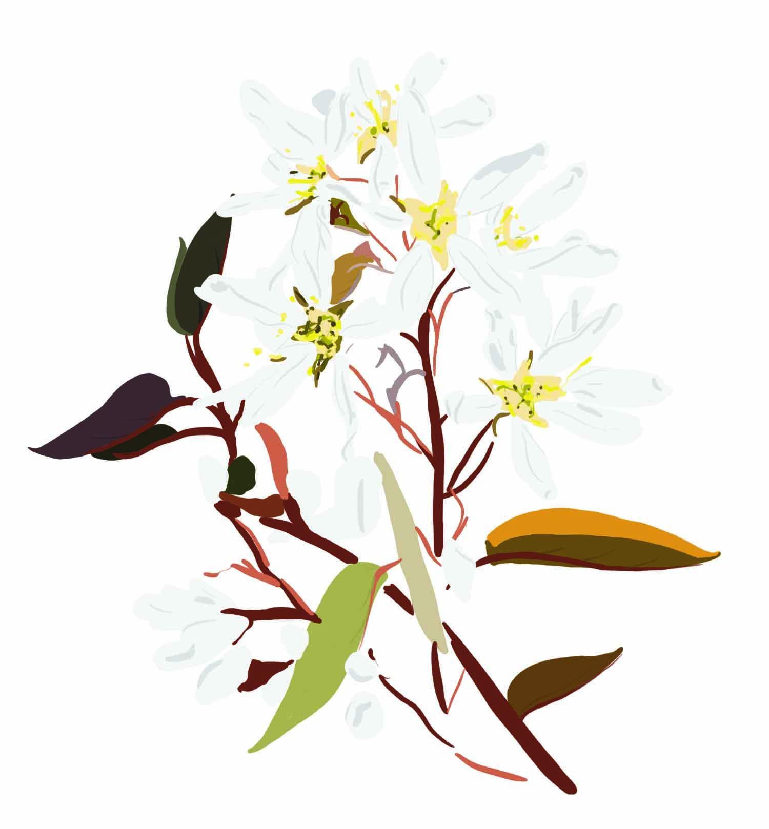 Garden experts reveal their favorite plants