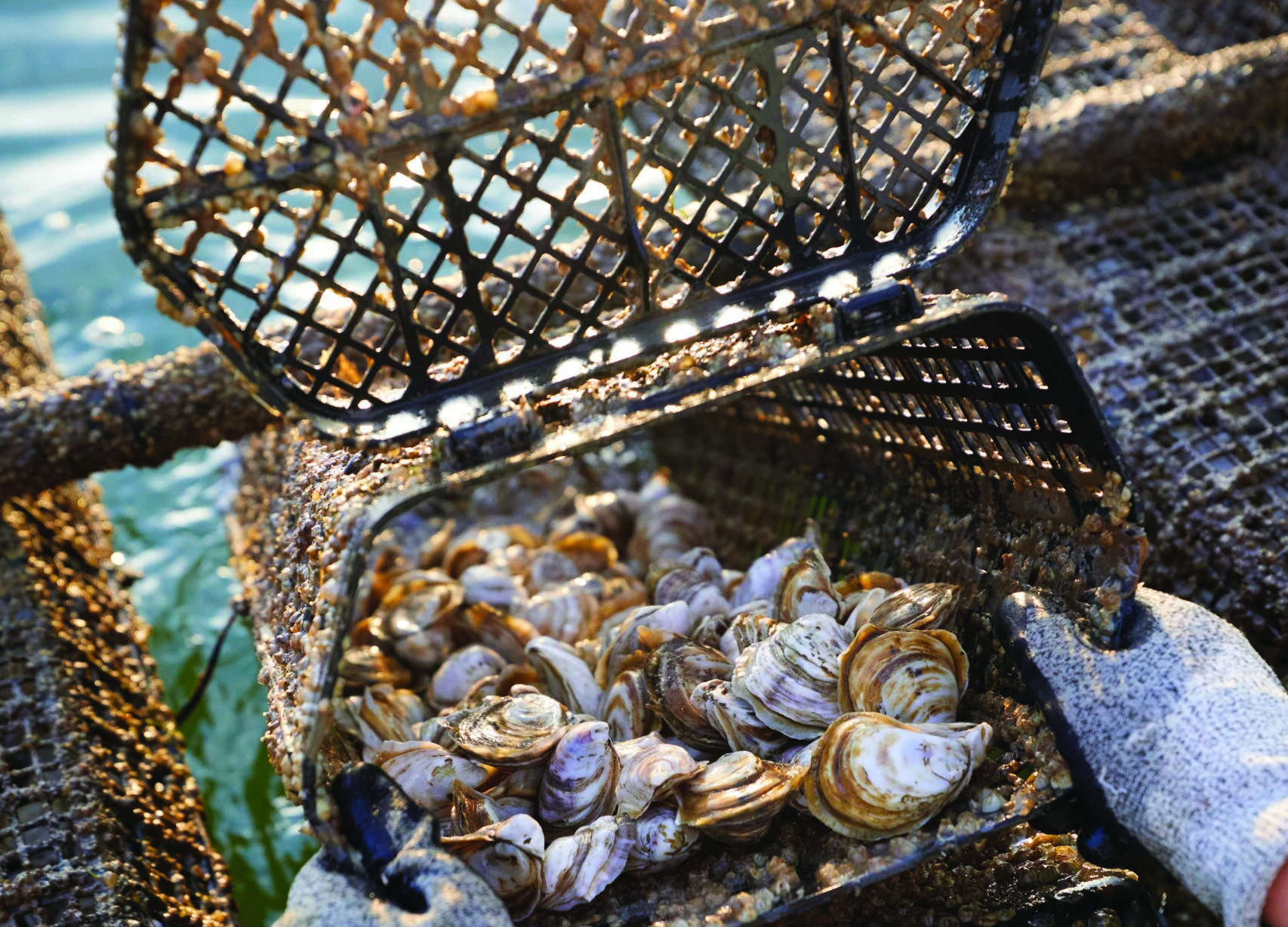 Steamboat Wharf Oysters