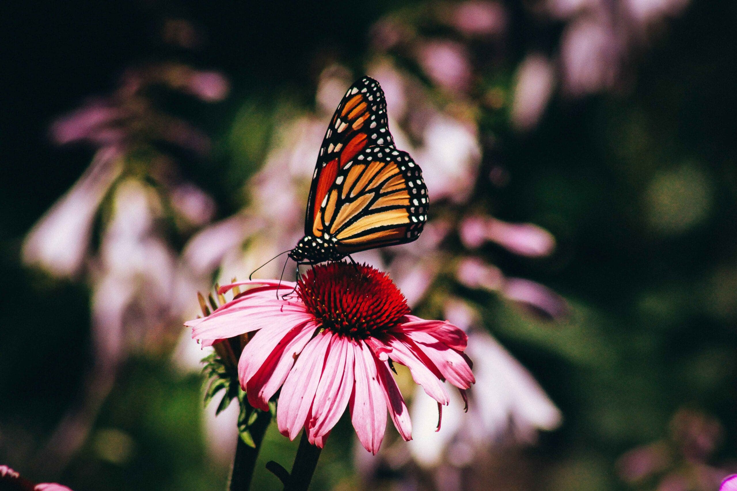 Planting natives supports critters, bugs, and the food chain