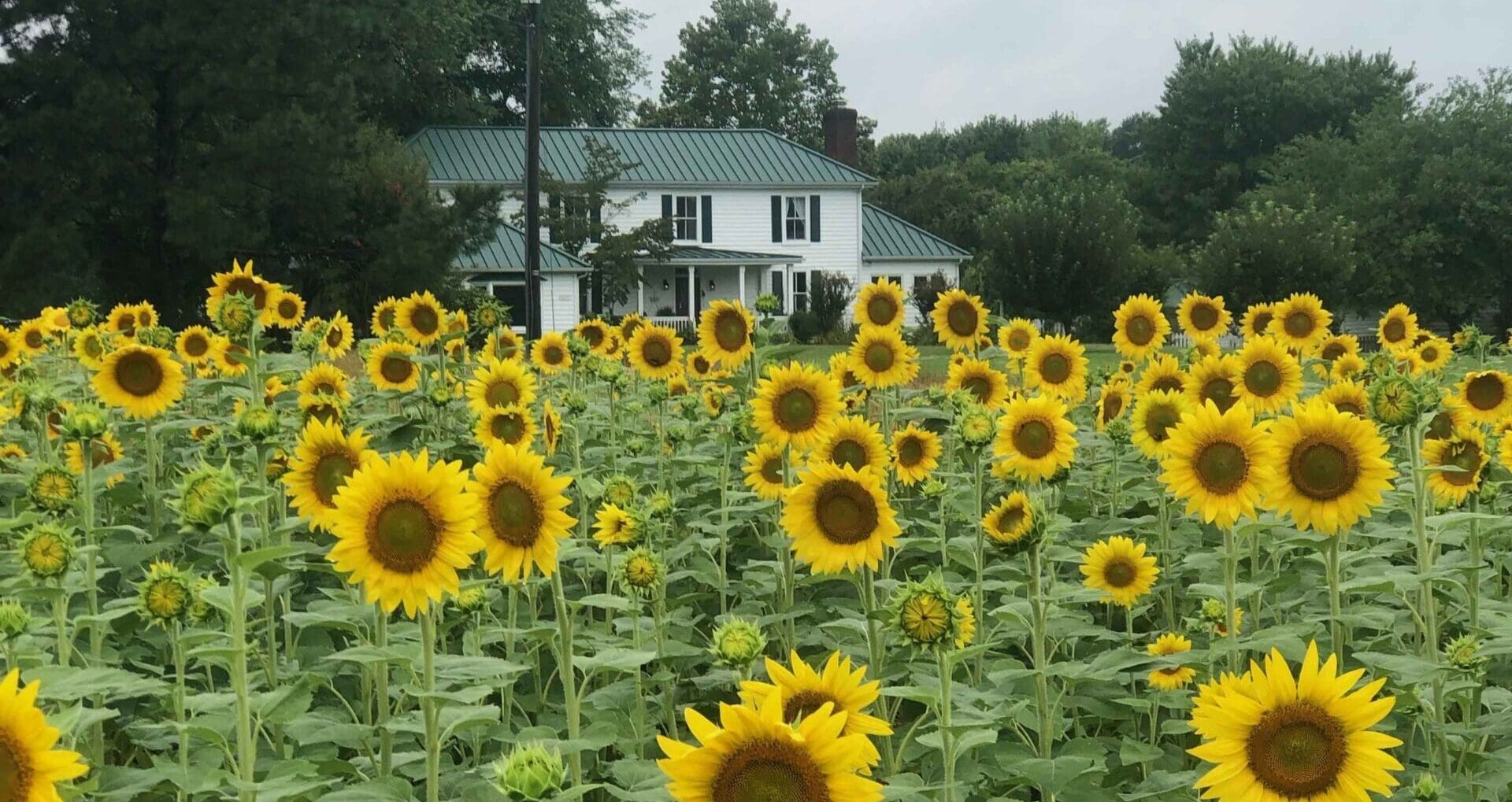 Enjoy peace and afternoon tea at Peace Hill Farm