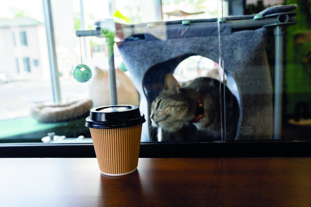 Cat sniffing a coffee cup through glass