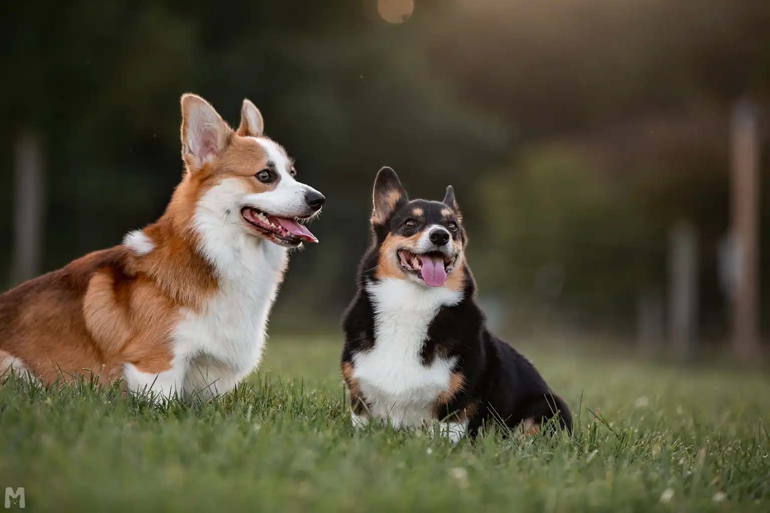 App Ditches Public Dog Parks for Private Yards