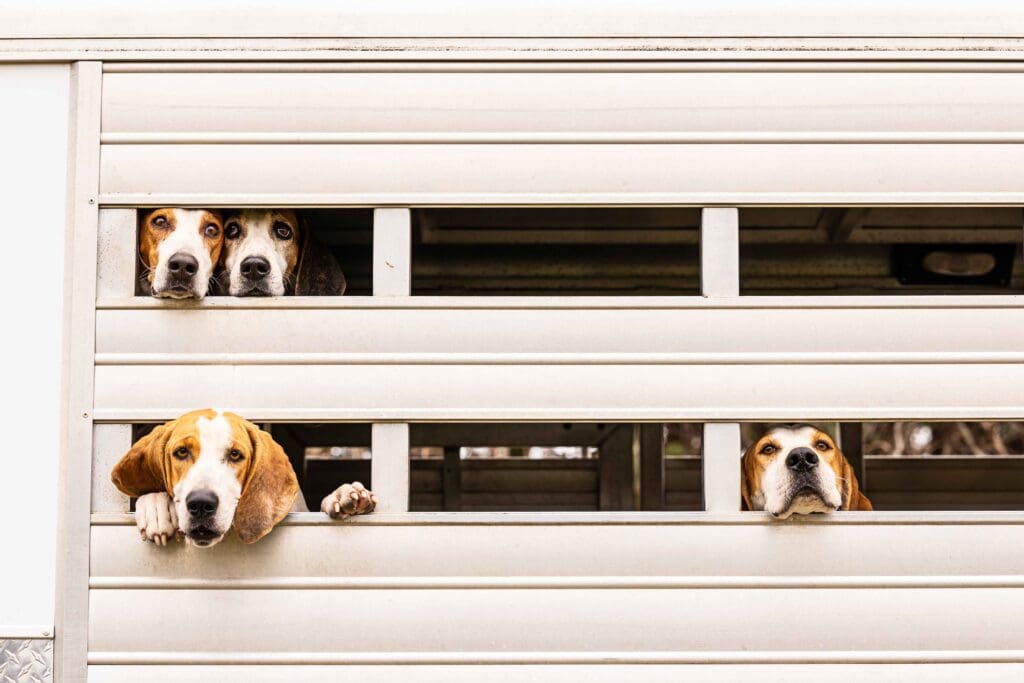 Foxhounds peeking through gates