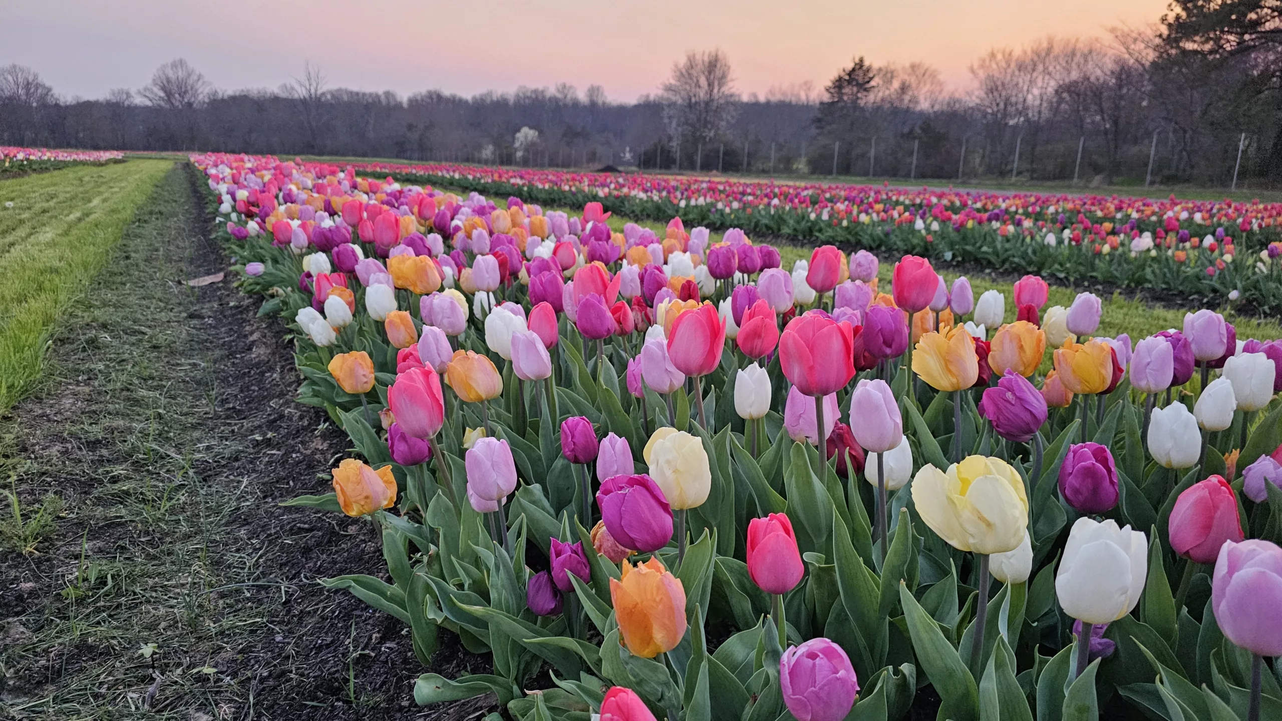 Experience Burnside Farms’ Stunning Festival of Spring