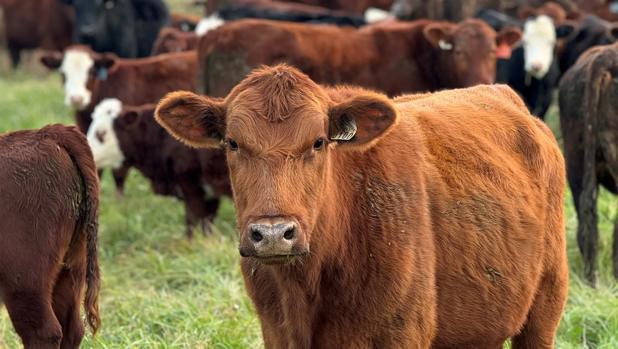 Lansdowne Resort Culinary Series: Virginia Regenerative Farm-to-Table Dinner With Joel Salatin