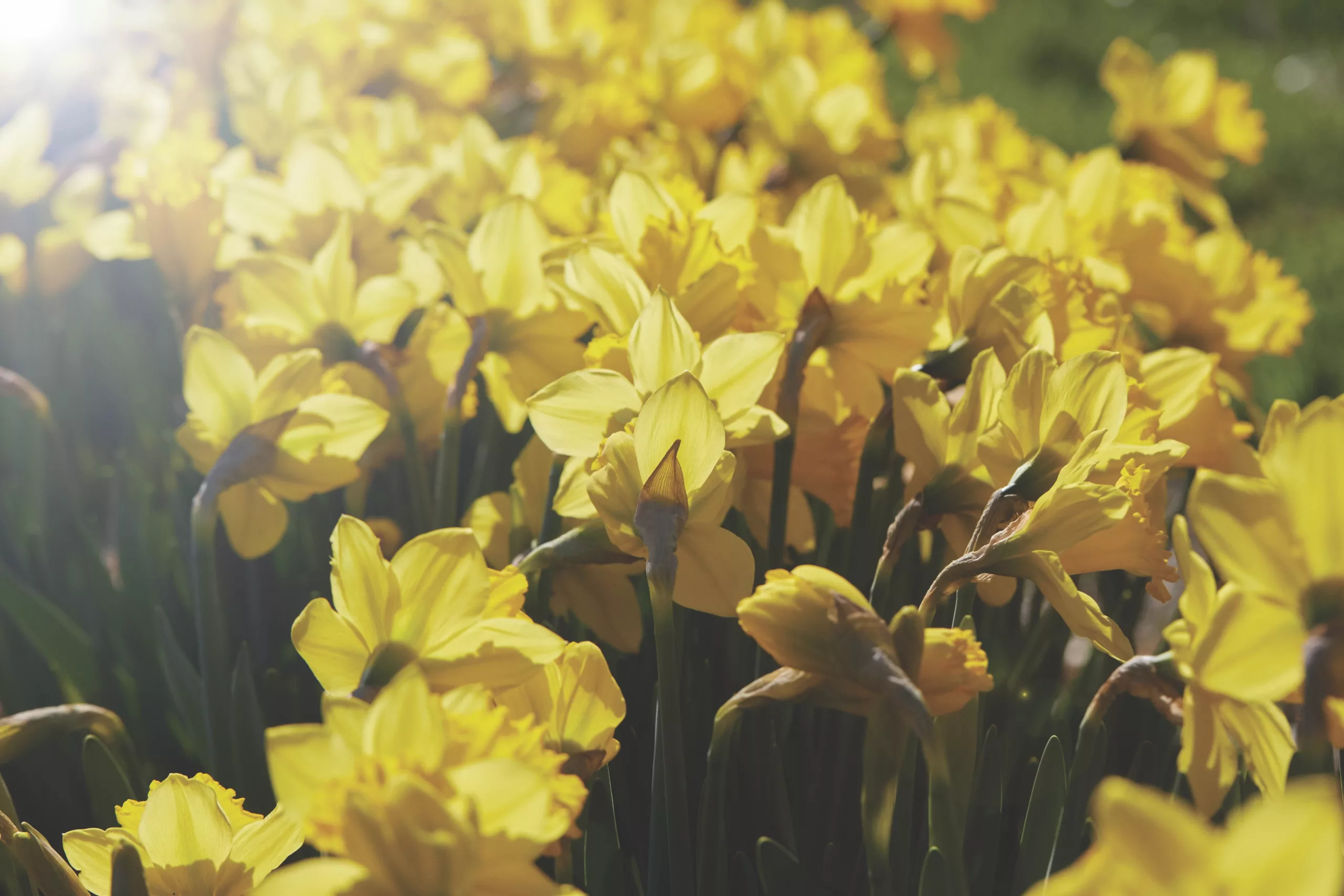 Why Virginia Is the True Daffodil Capital of America