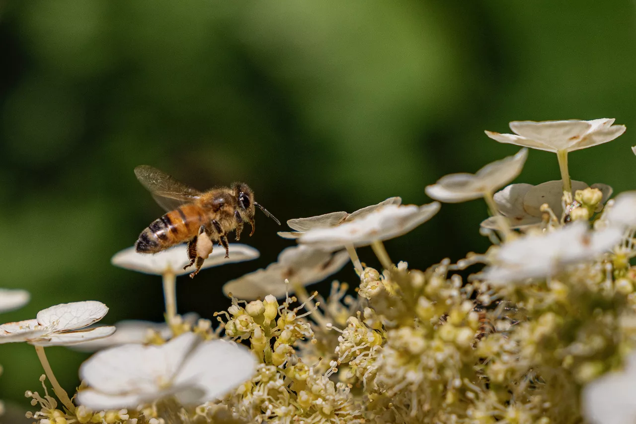 Tour the Tastes of Virginia Through Honey