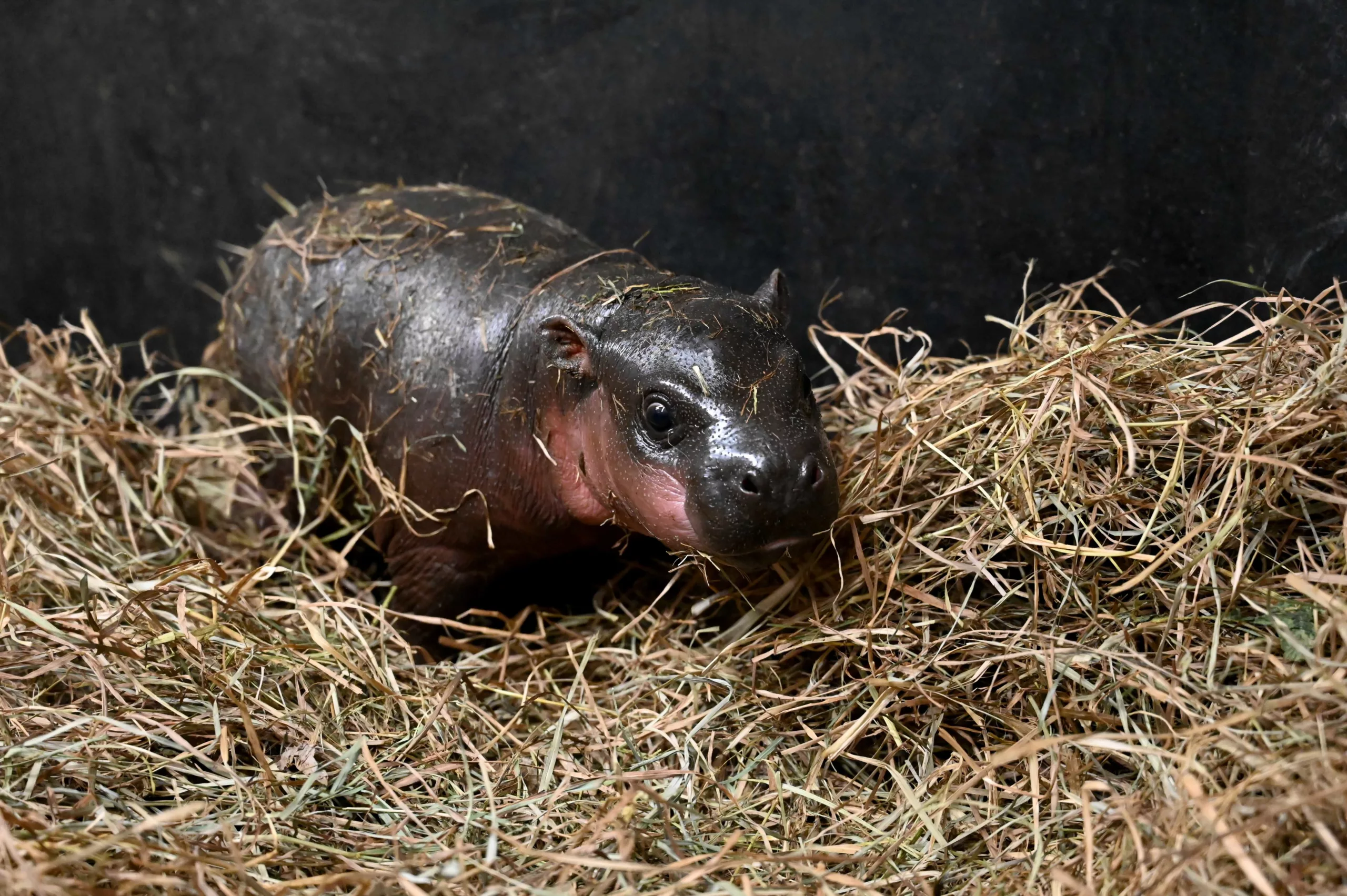 Richmond’s Own Baby Pygmy Hippo Earns Global Fame