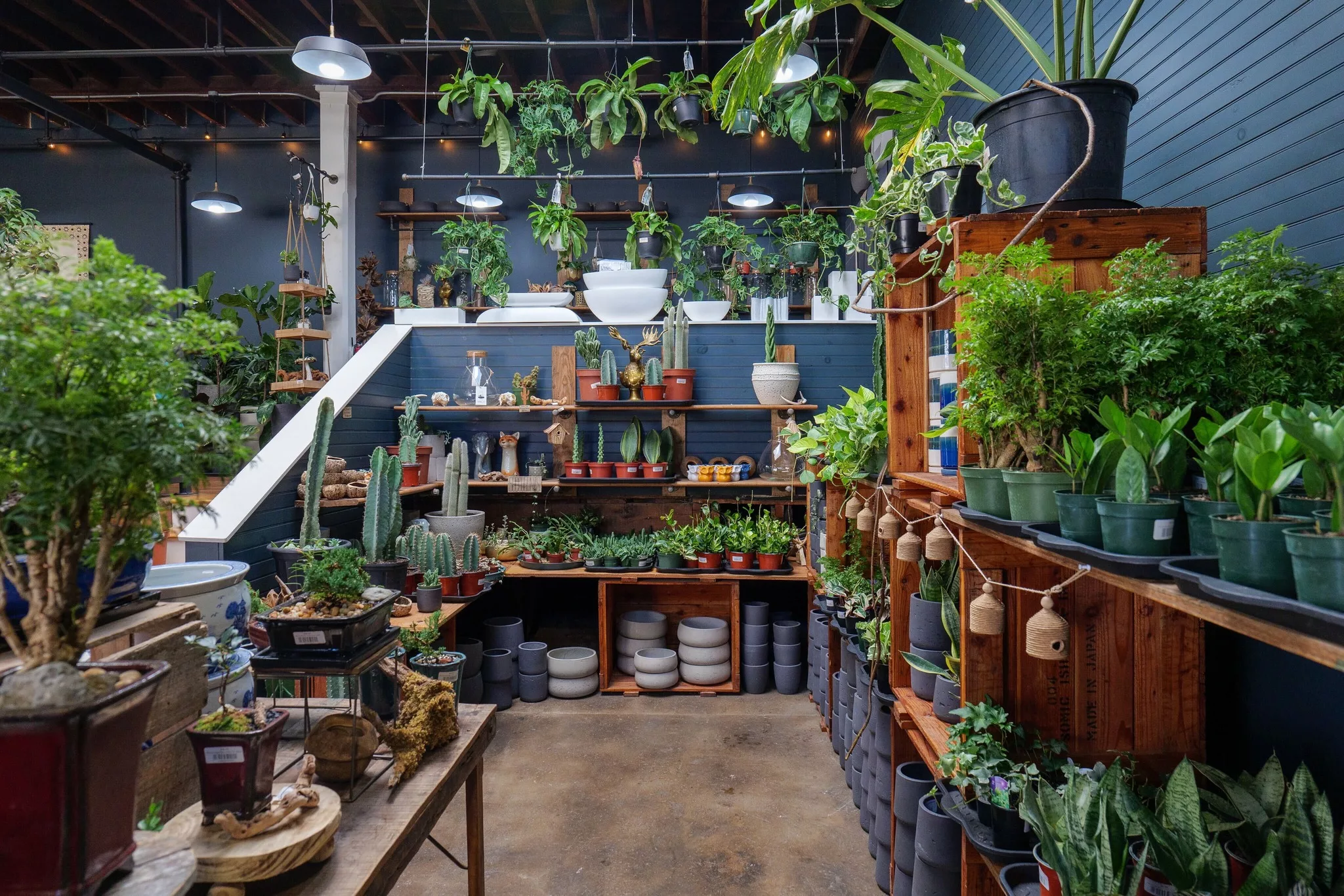 Plant Parenthood Made Easy with Virginia’s Lichen or Knot