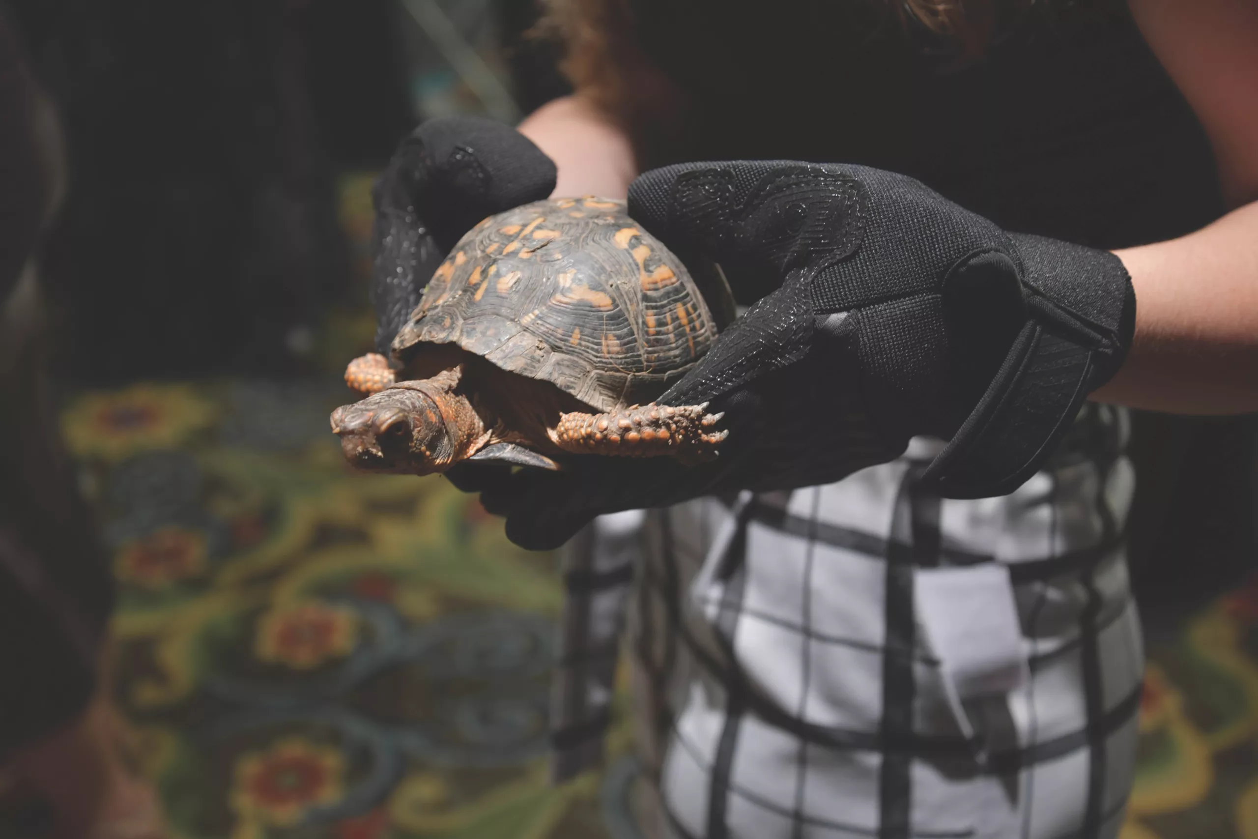 Roanoke Gala Supports Wildlife Rehab and Conservation | Virginia Living