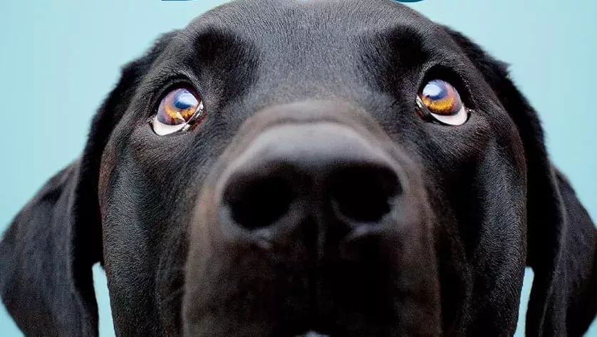 Decoding Dogs: Tales that Tug at Your Heartstrings