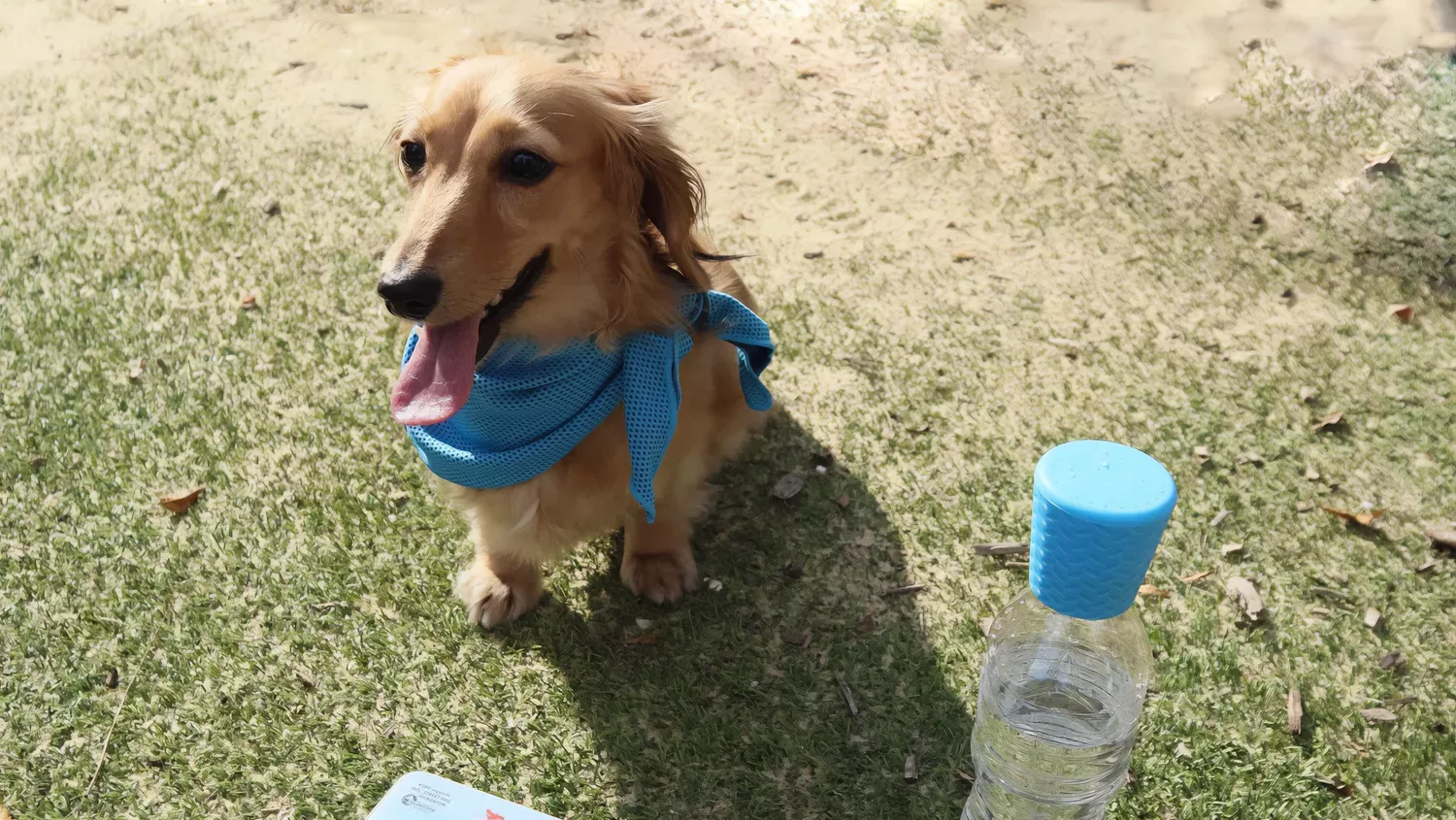 Ways to Welcome a New Dog to the Family