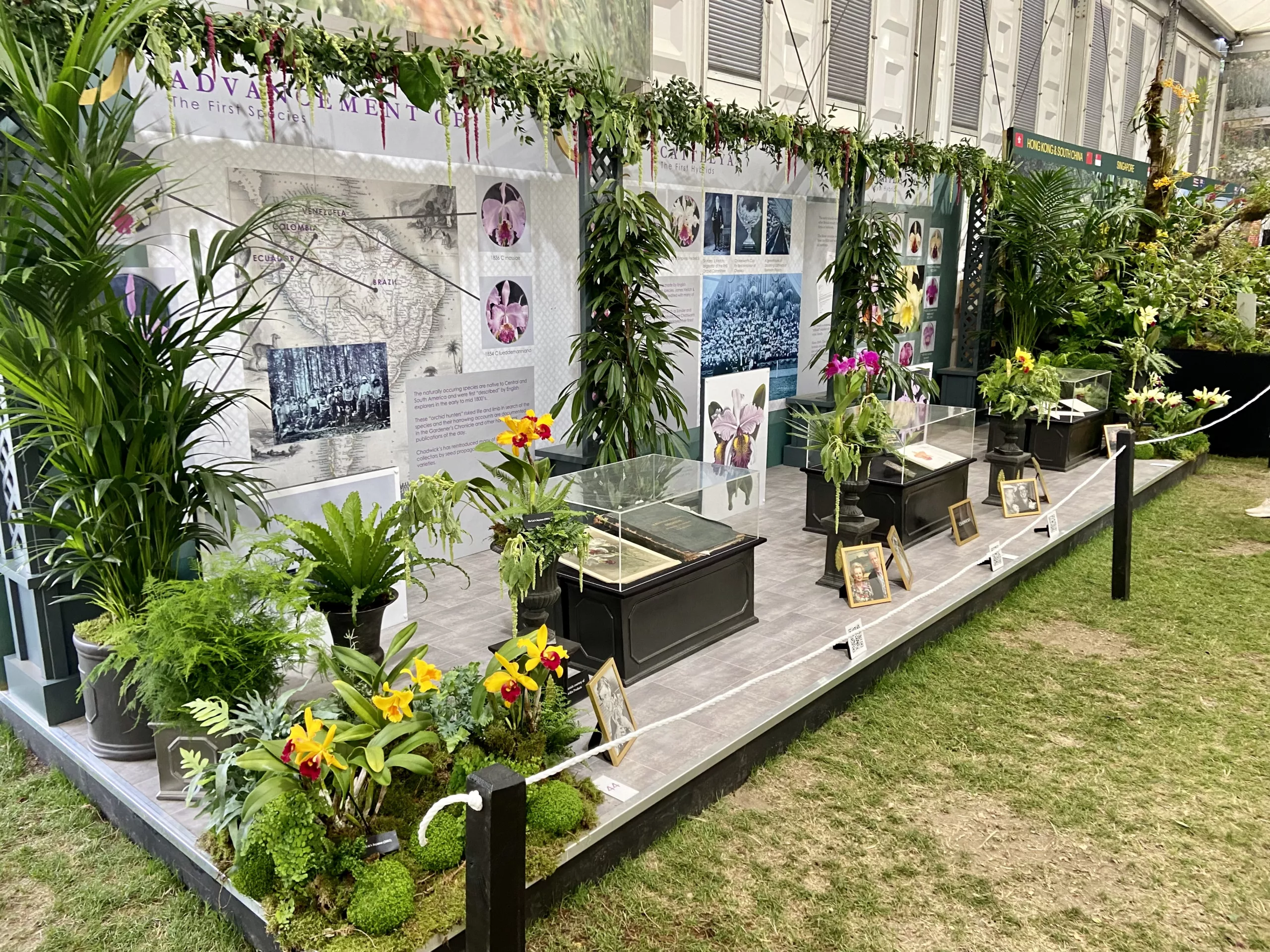 Art Chadwick’s Orchids Conquer the Chelsea Flower Show