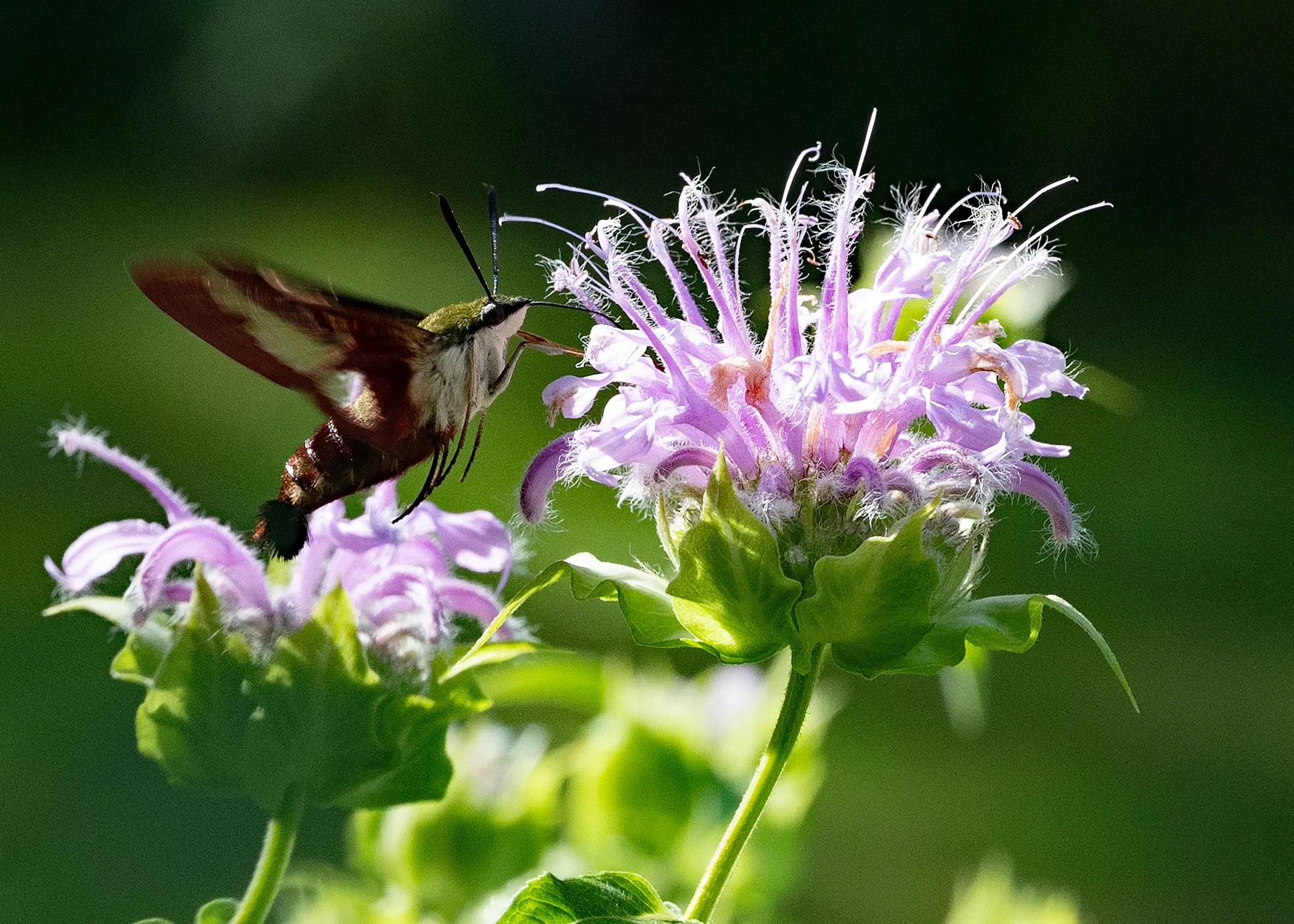 Can You Become a Virginia Master Naturalist?