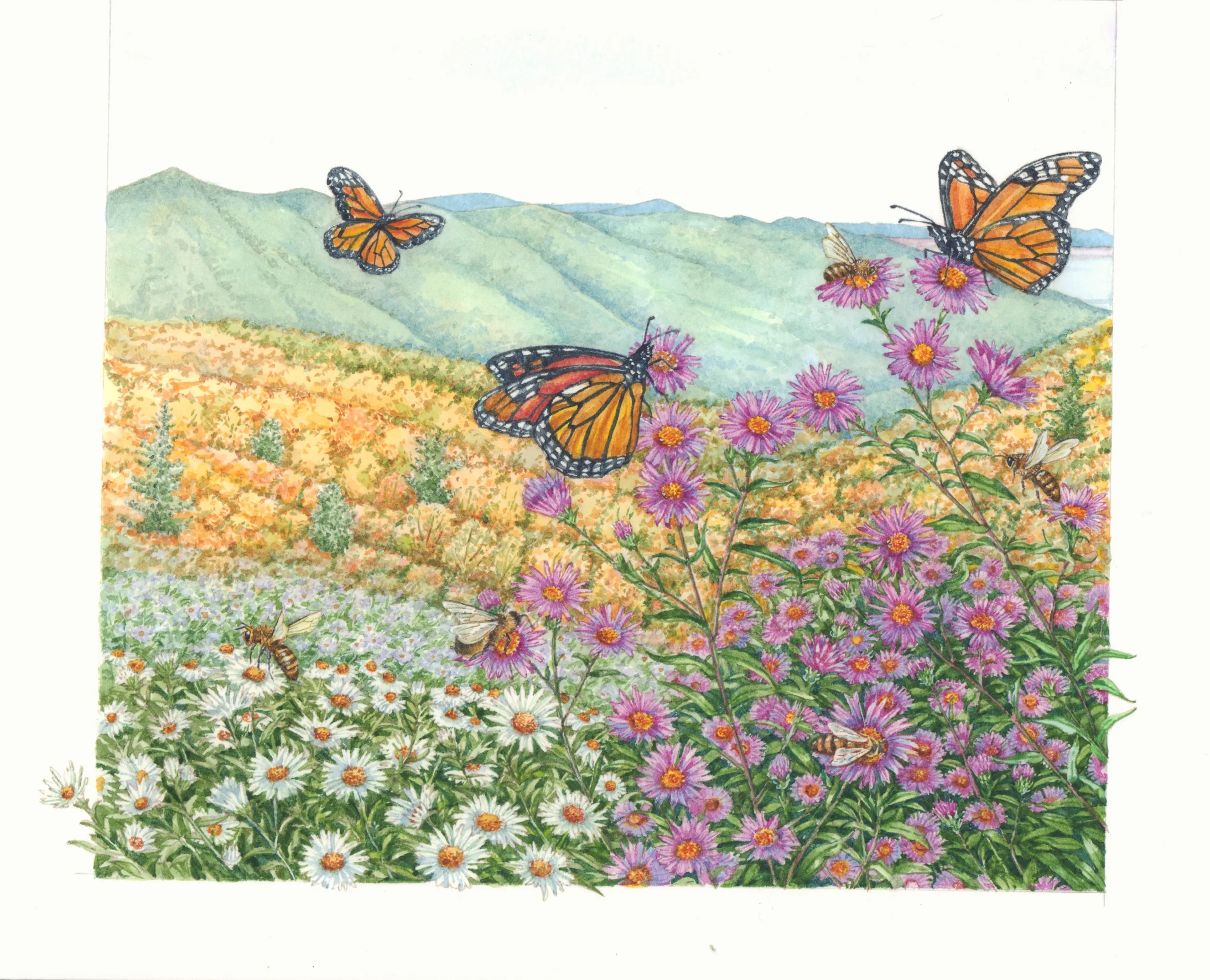 Colorful Virginia Asters Make a Fall Feast for Pollinators