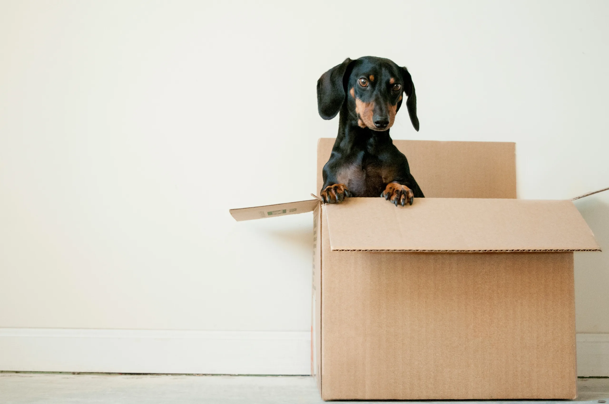 Specialized Moving Companies That Simplify Your Transition
