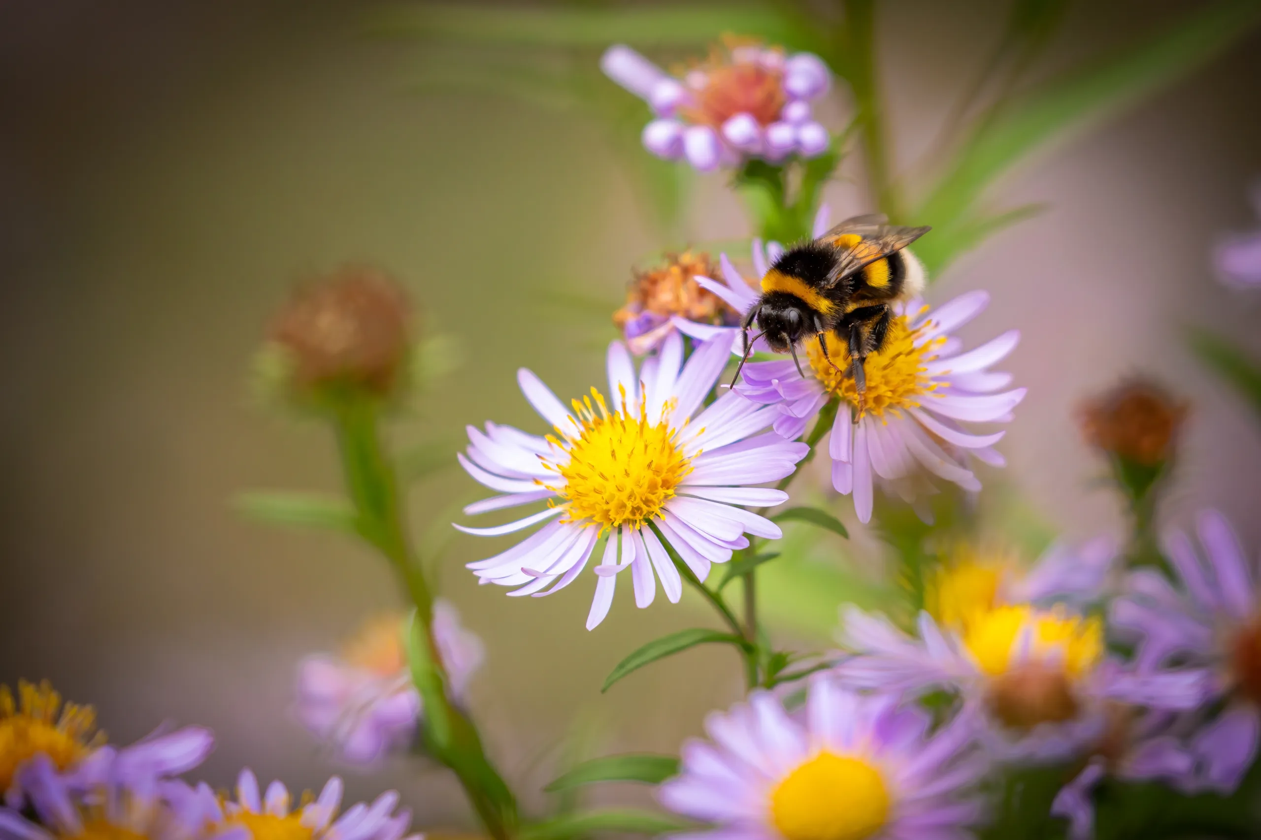 Discover the Bee Cities of Virginia